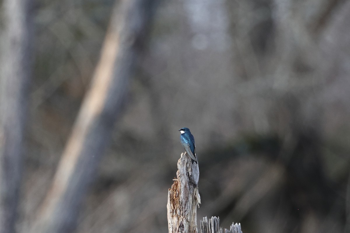 Tree Swallow - ML615793611