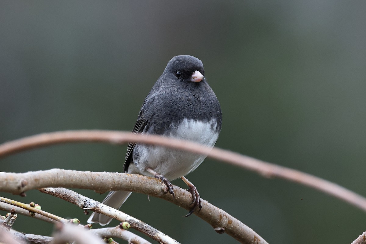 Junco Ojioscuro - ML615793679