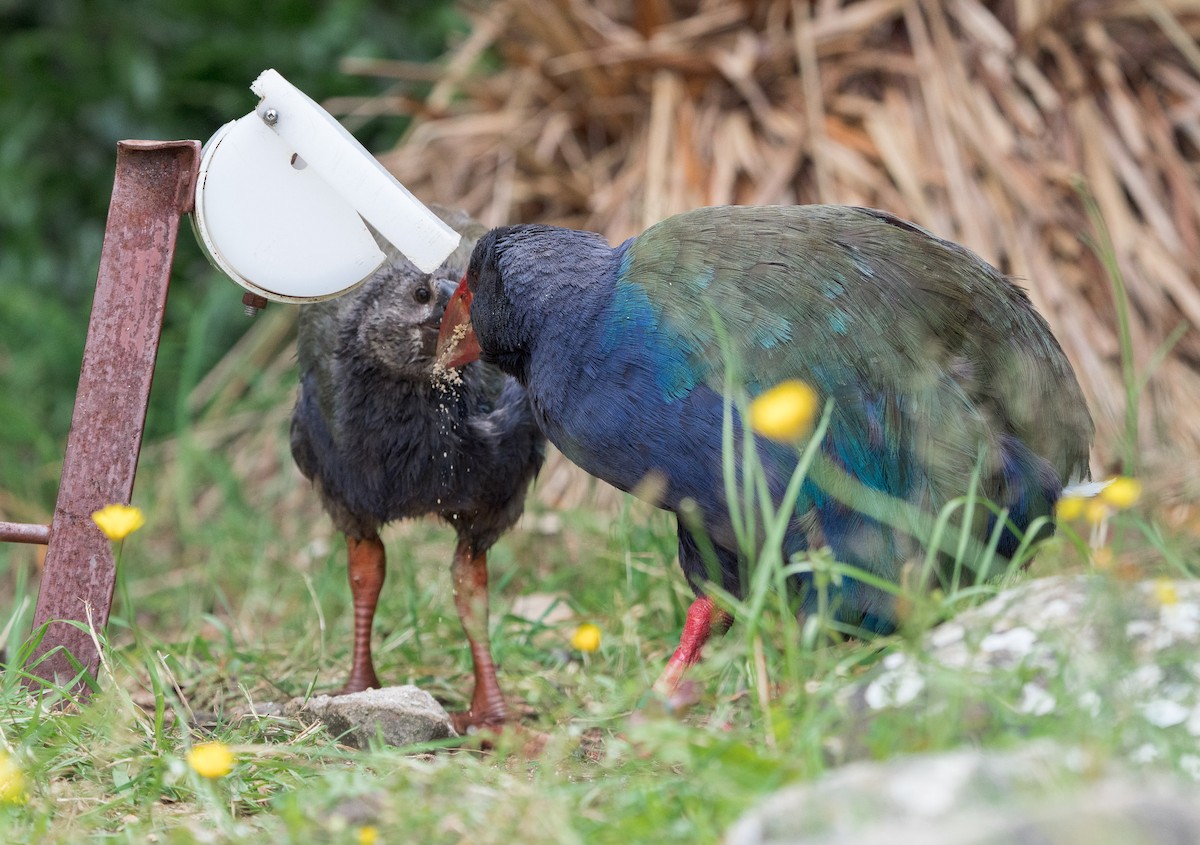 South Island Takahe - Stephen Menzie