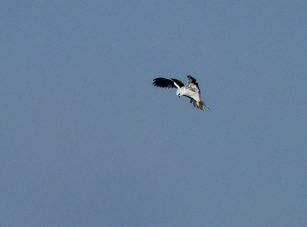 White-tailed Kite - Rene Laubach