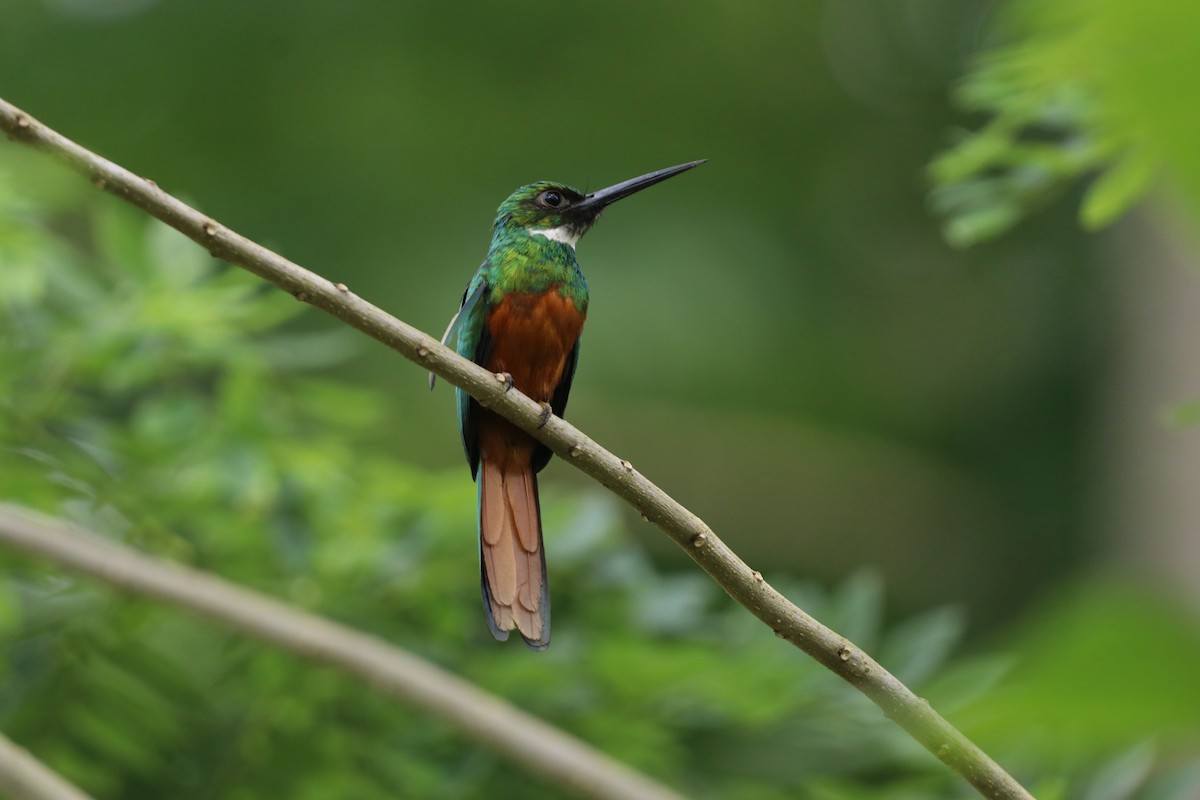 Rufous-tailed Jacamar - ML615793715