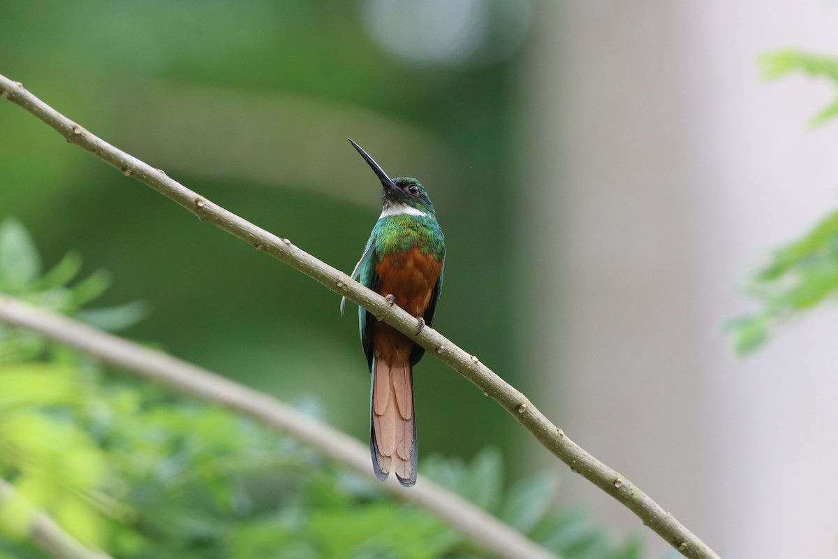 Rufous-tailed Jacamar - ML615793716