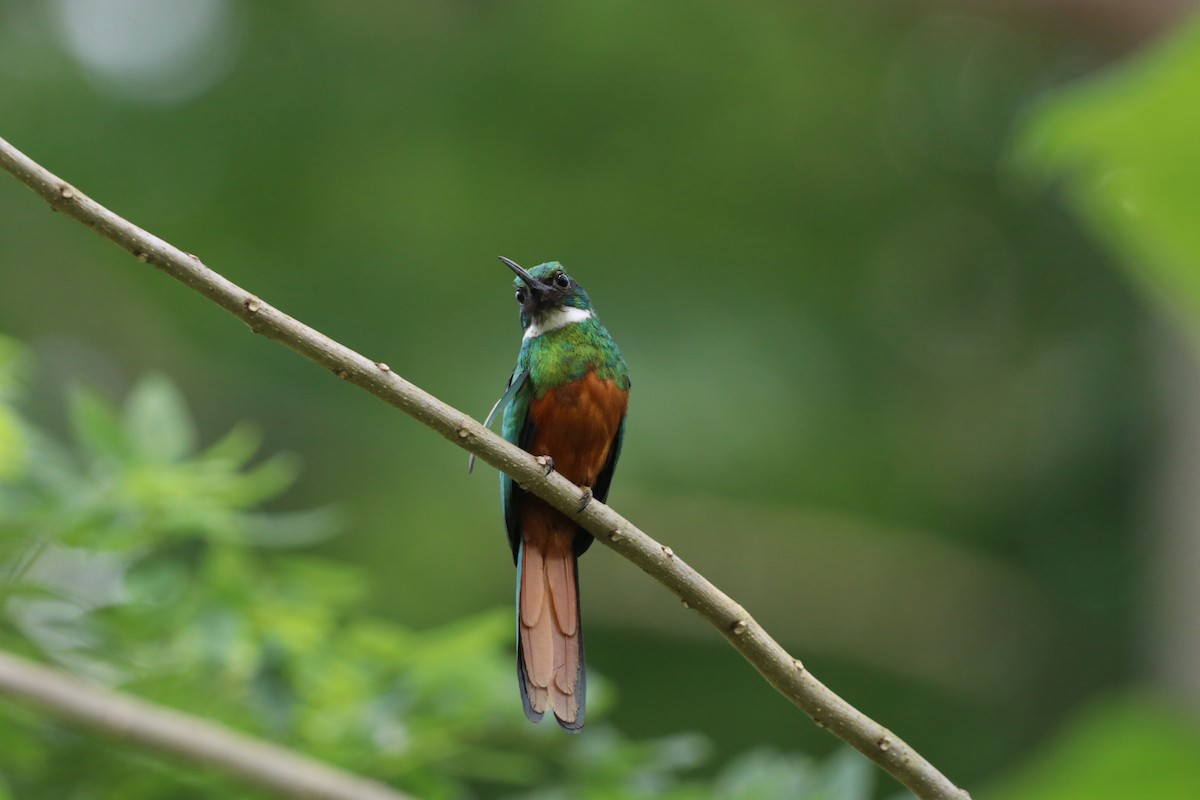 Rufous-tailed Jacamar - ML615793719