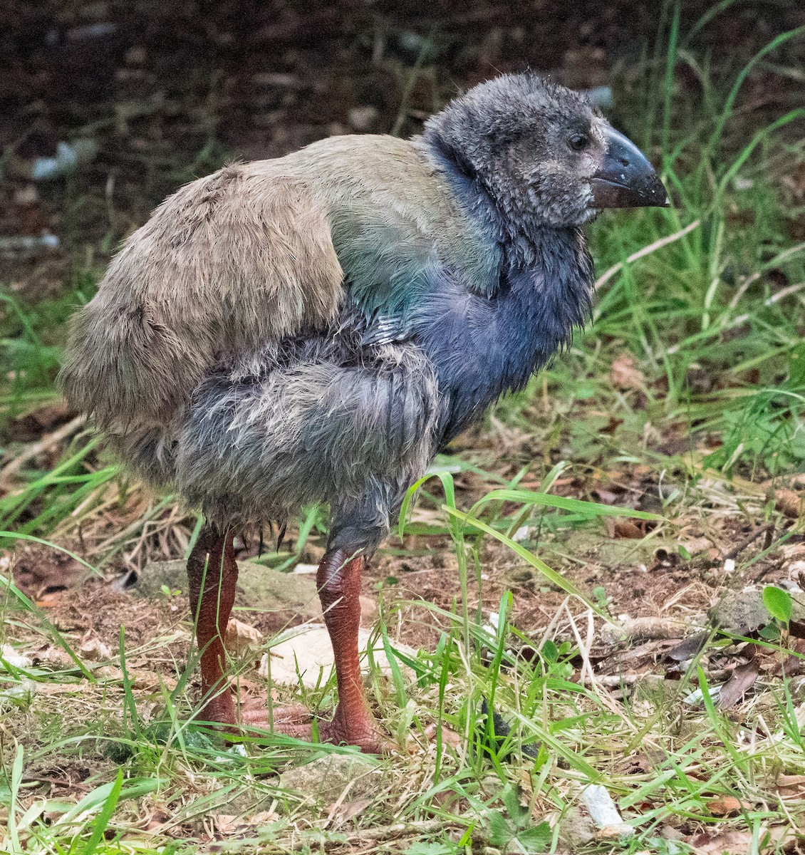 South Island Takahe - Stephen Menzie