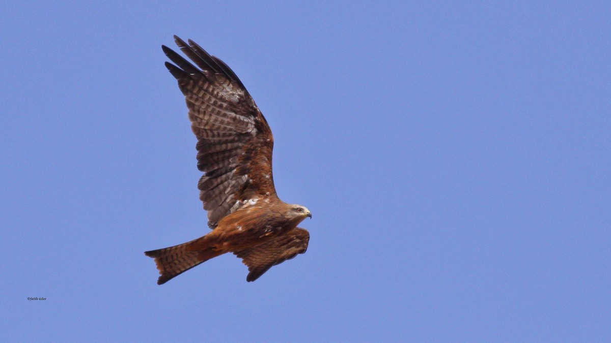 Black Kite - ML615793747