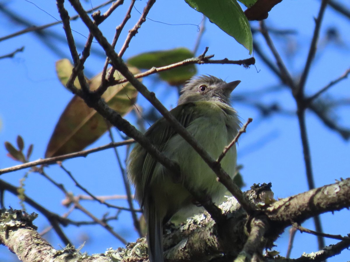 Yellow-olive Flatbill - ML615793762