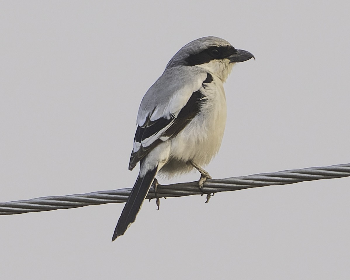 Great Gray Shrike (Indian) - ML615793782