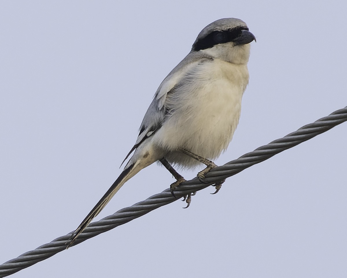 Great Gray Shrike (Indian) - ML615793784