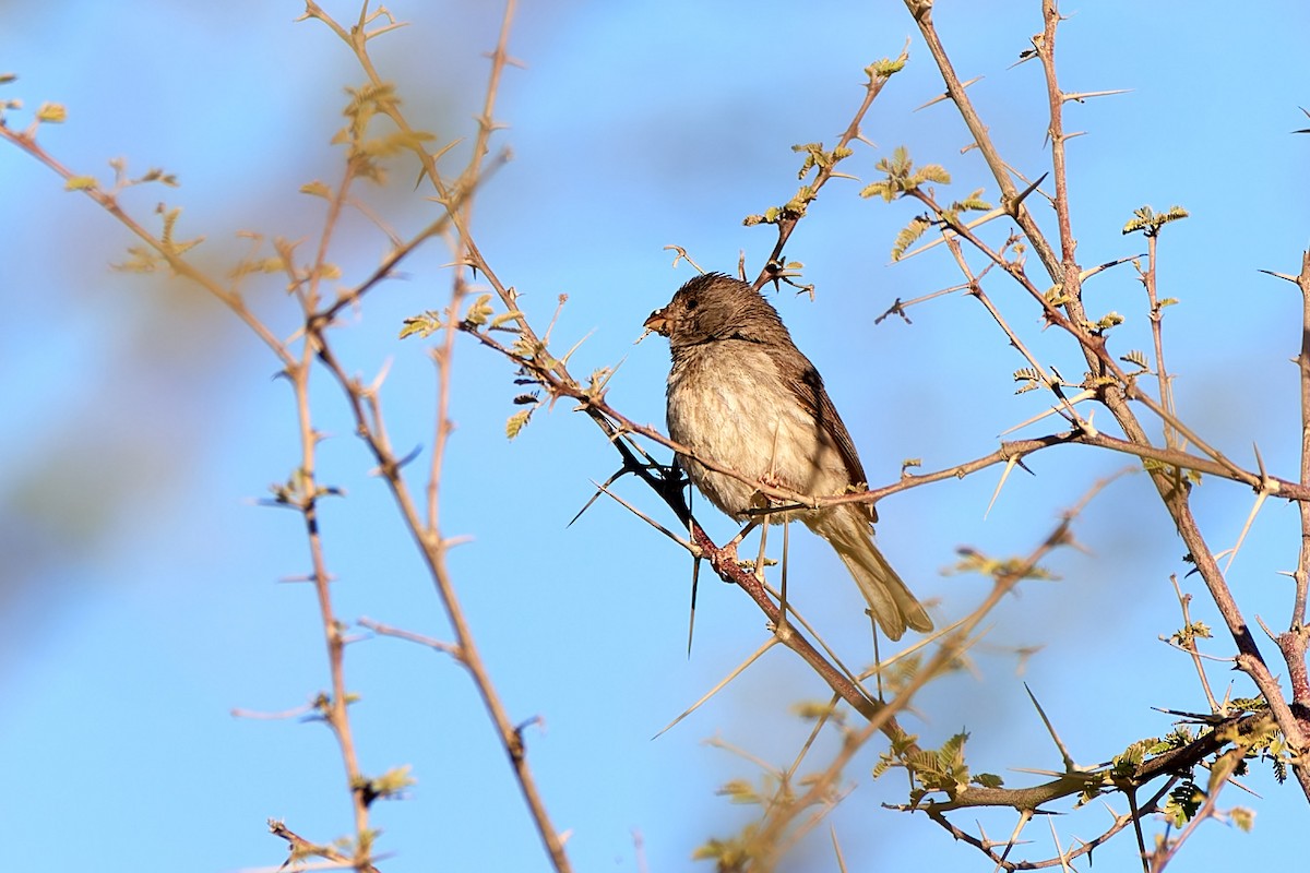 Serin d'Arabie - ML615793838