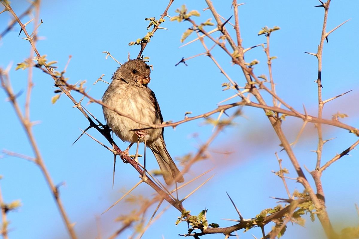 Olive-rumped Serin - ML615793839