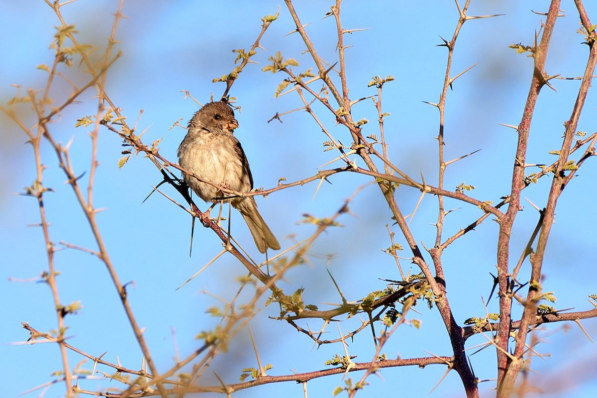 Serin d'Arabie - ML615793840