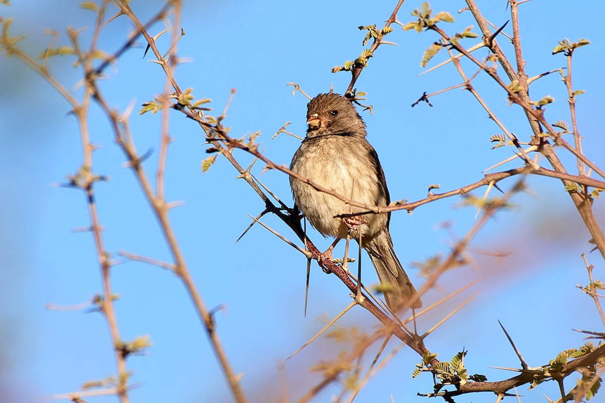 Serin d'Arabie - ML615793841