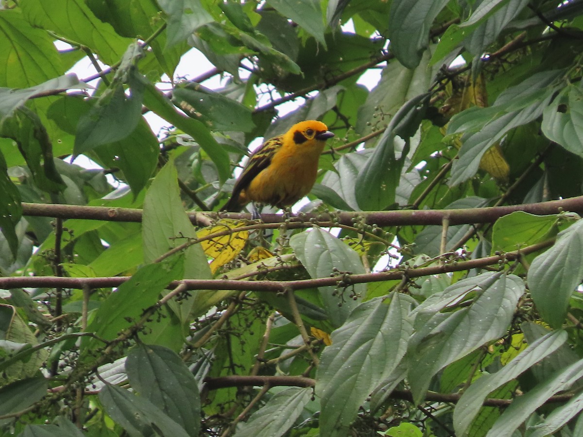 Golden Tanager - ML615793854