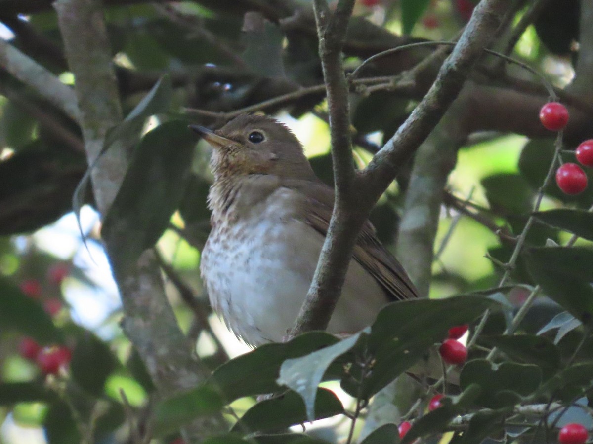 Swainson's Thrush - ML615793859