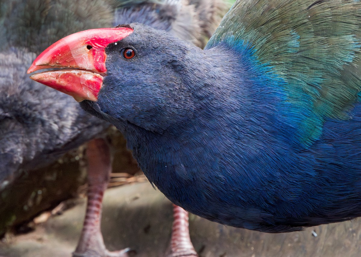 South Island Takahe - Stephen Menzie