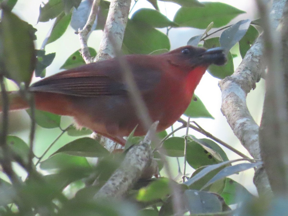 Red-throated Ant-Tanager - ML615793955