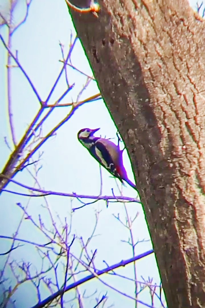 Great Spotted Woodpecker - Laurent Pascual-Le Tallec