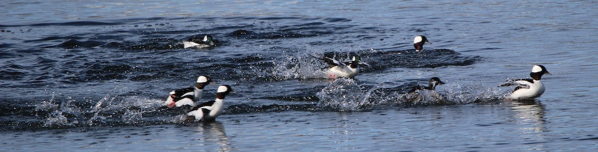 Bufflehead - ML615794071