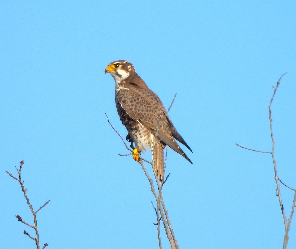 Prairie Falcon - ML615794080