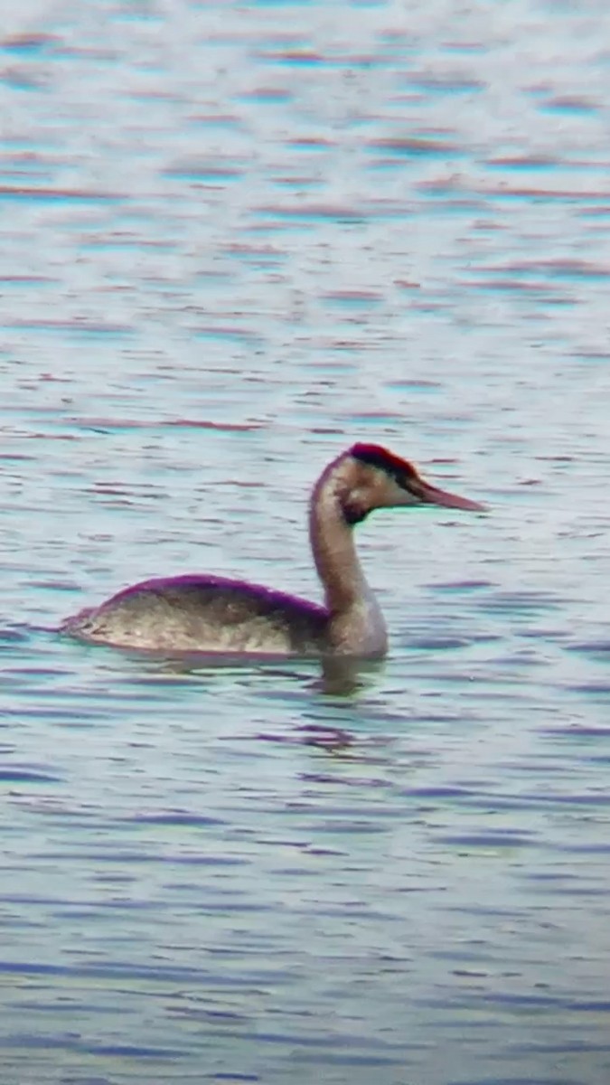 Great Crested Grebe - Laurent Pascual-Le Tallec