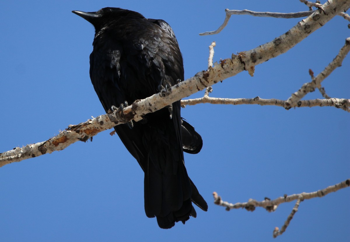 American Crow - ML615794184