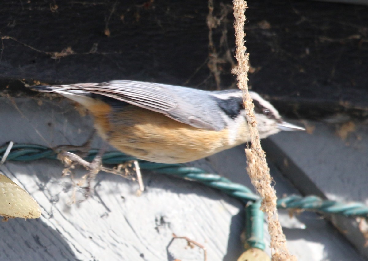 Red-breasted Nuthatch - ML615794202