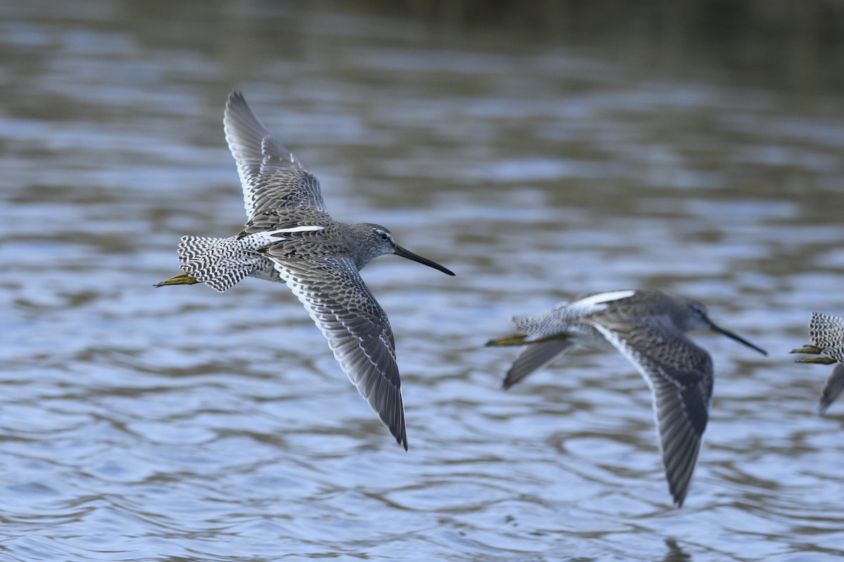 Long-billed Dowitcher - Daniel Irons