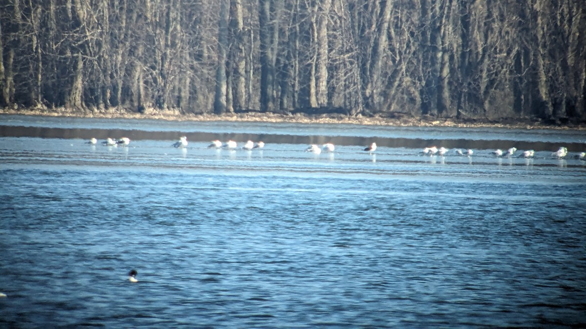 Lesser Black-backed Gull - ML615794251