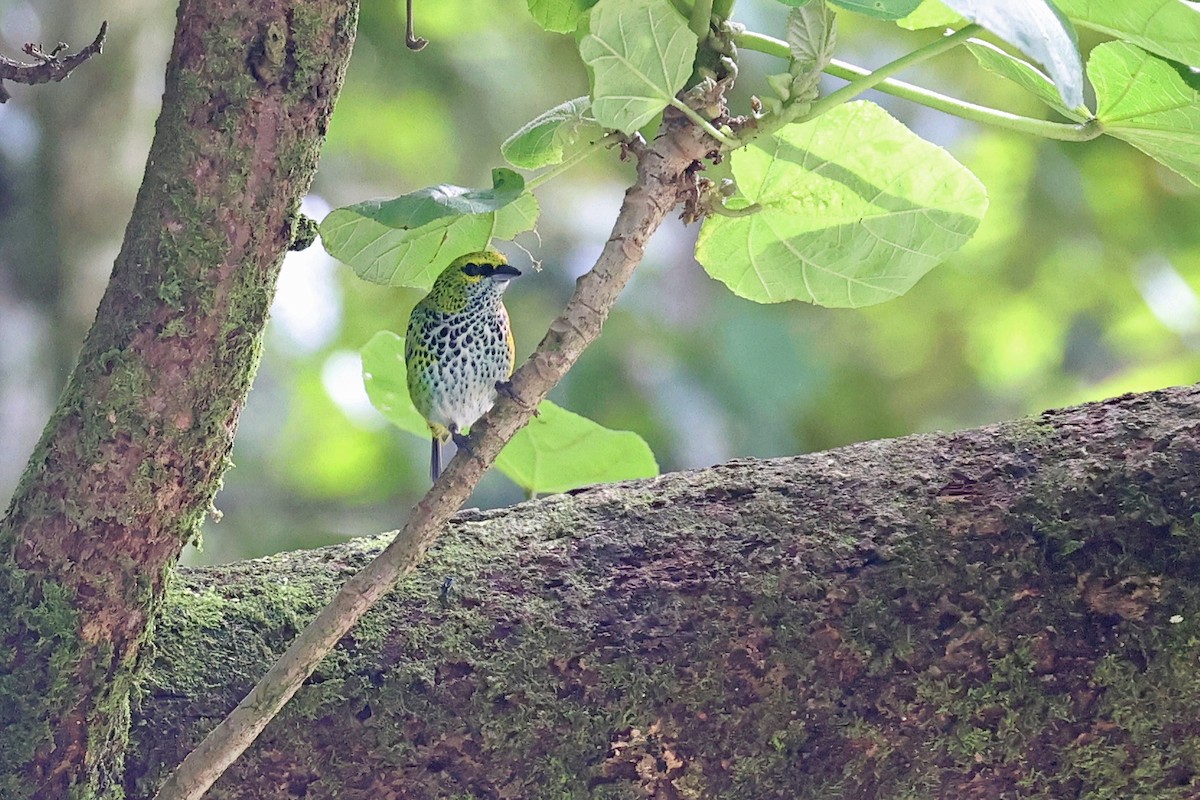 Speckled Tanager - Michael O'Brien