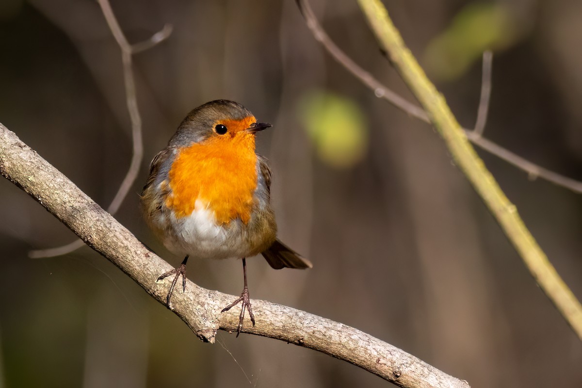 European Robin - Mehmet Emre Bingül