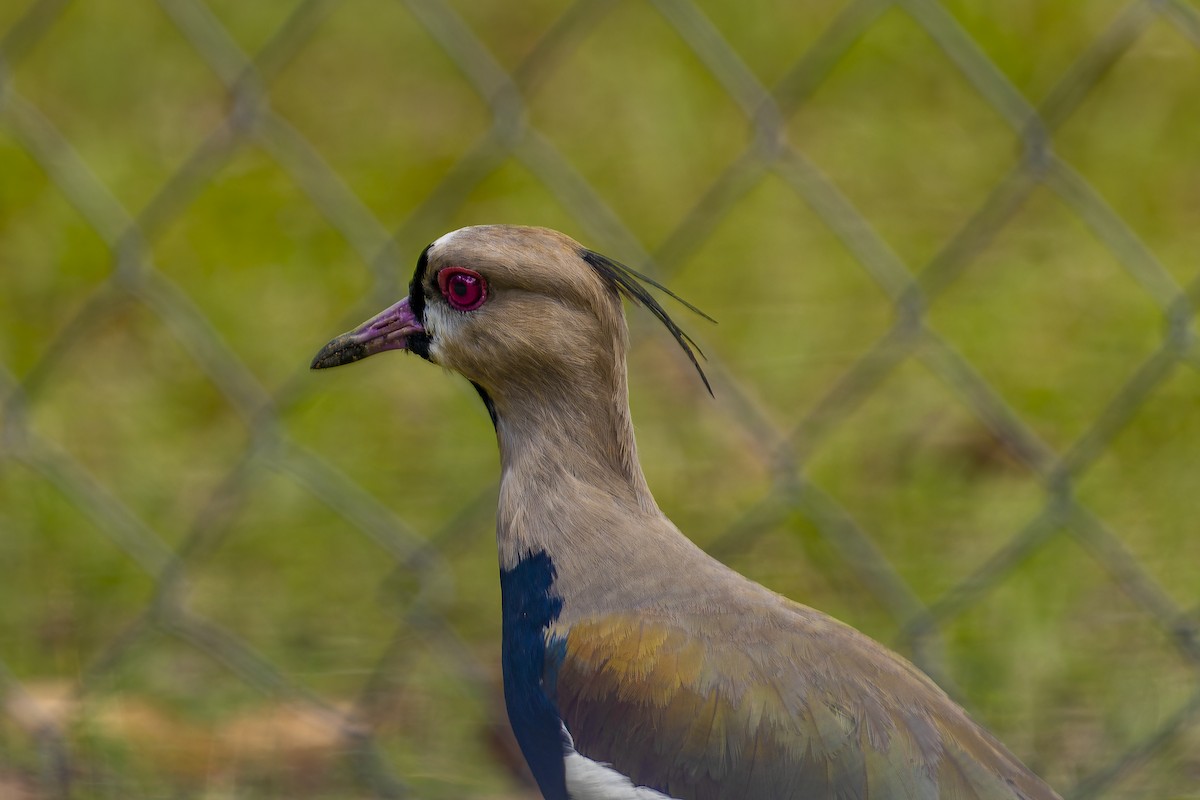 Southern Lapwing - ML615794266