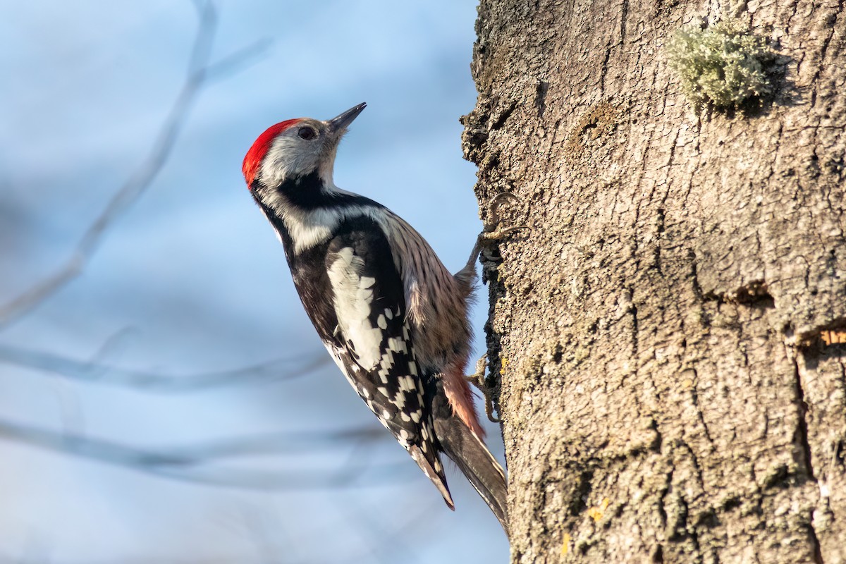 Middle Spotted Woodpecker - ML615794271