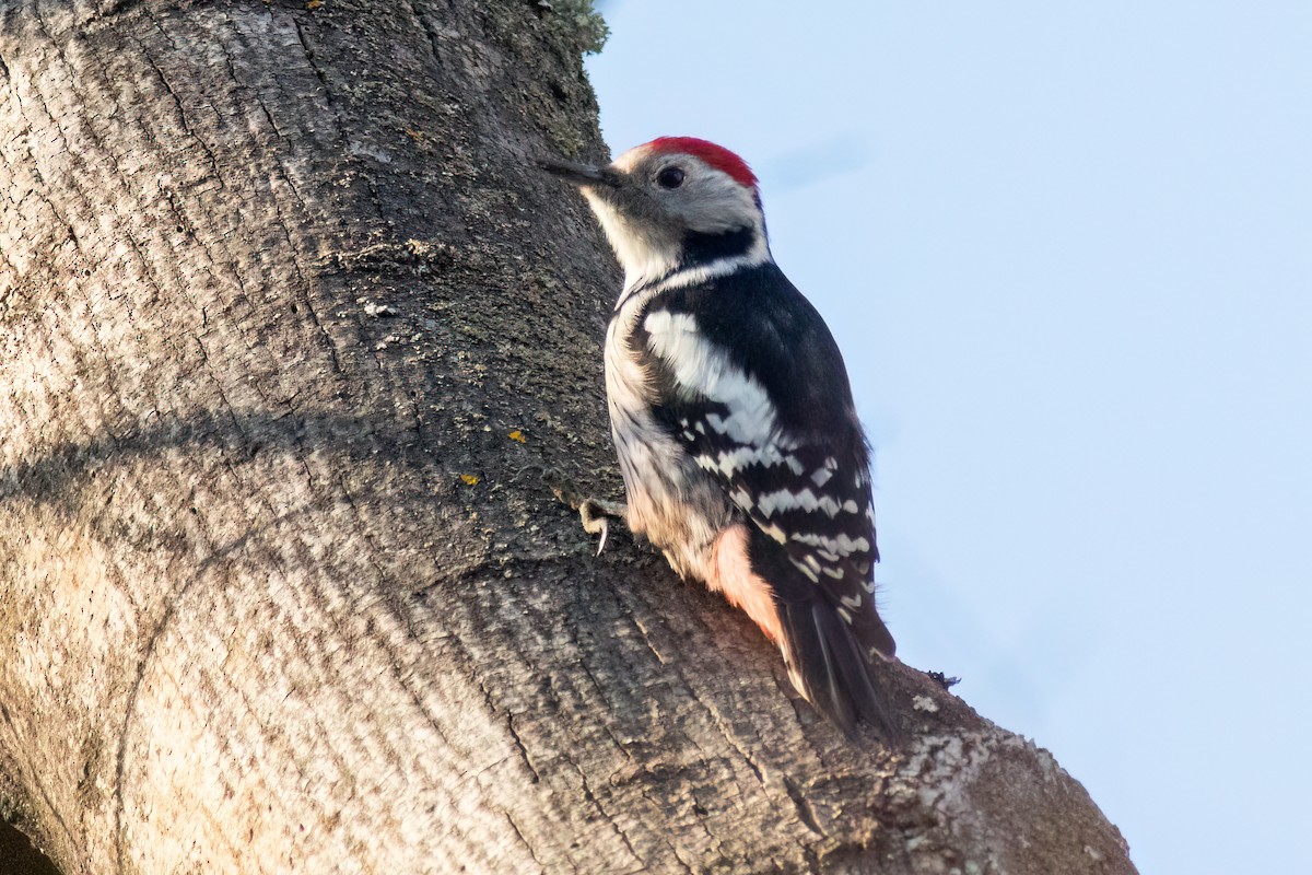Middle Spotted Woodpecker - ML615794275