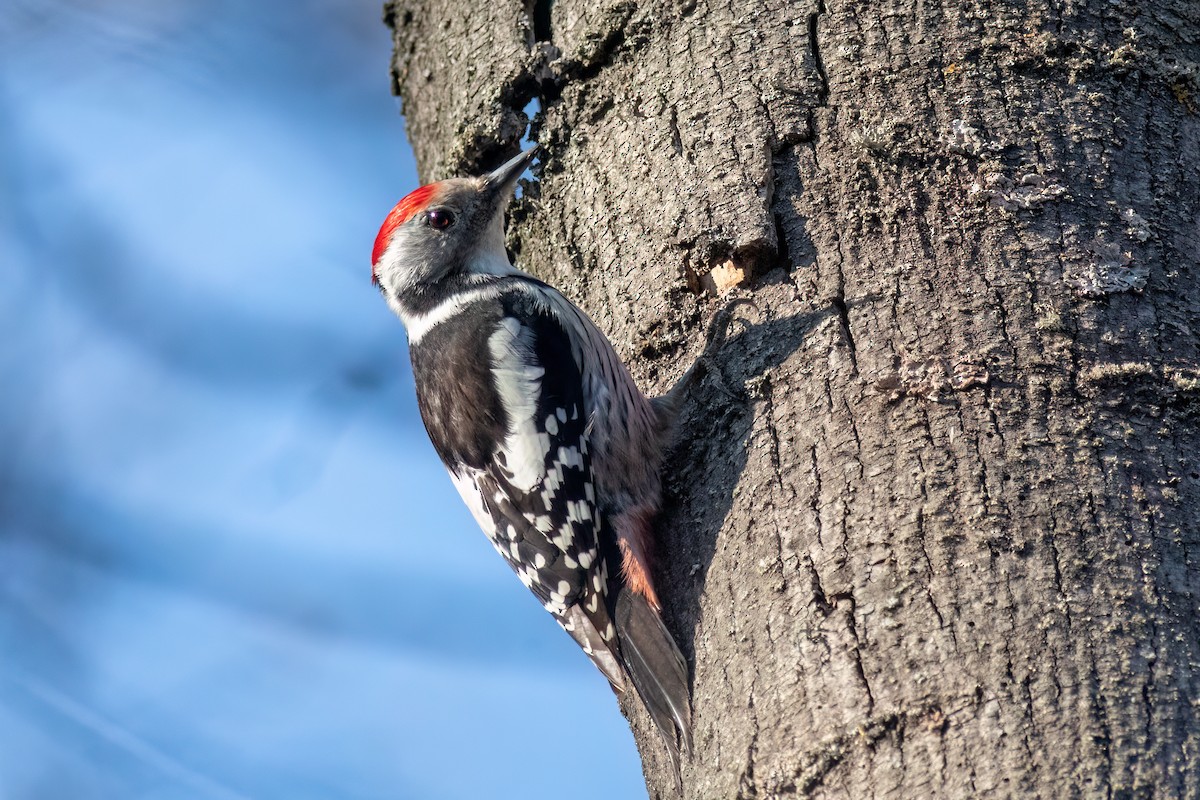Middle Spotted Woodpecker - ML615794276