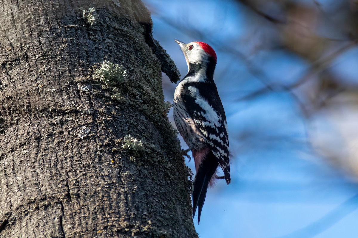 Middle Spotted Woodpecker - ML615794277