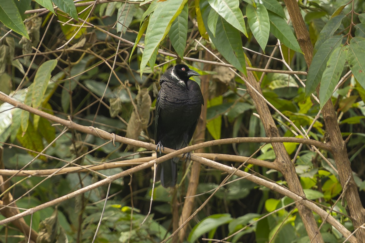 Giant Cowbird - ML615794293