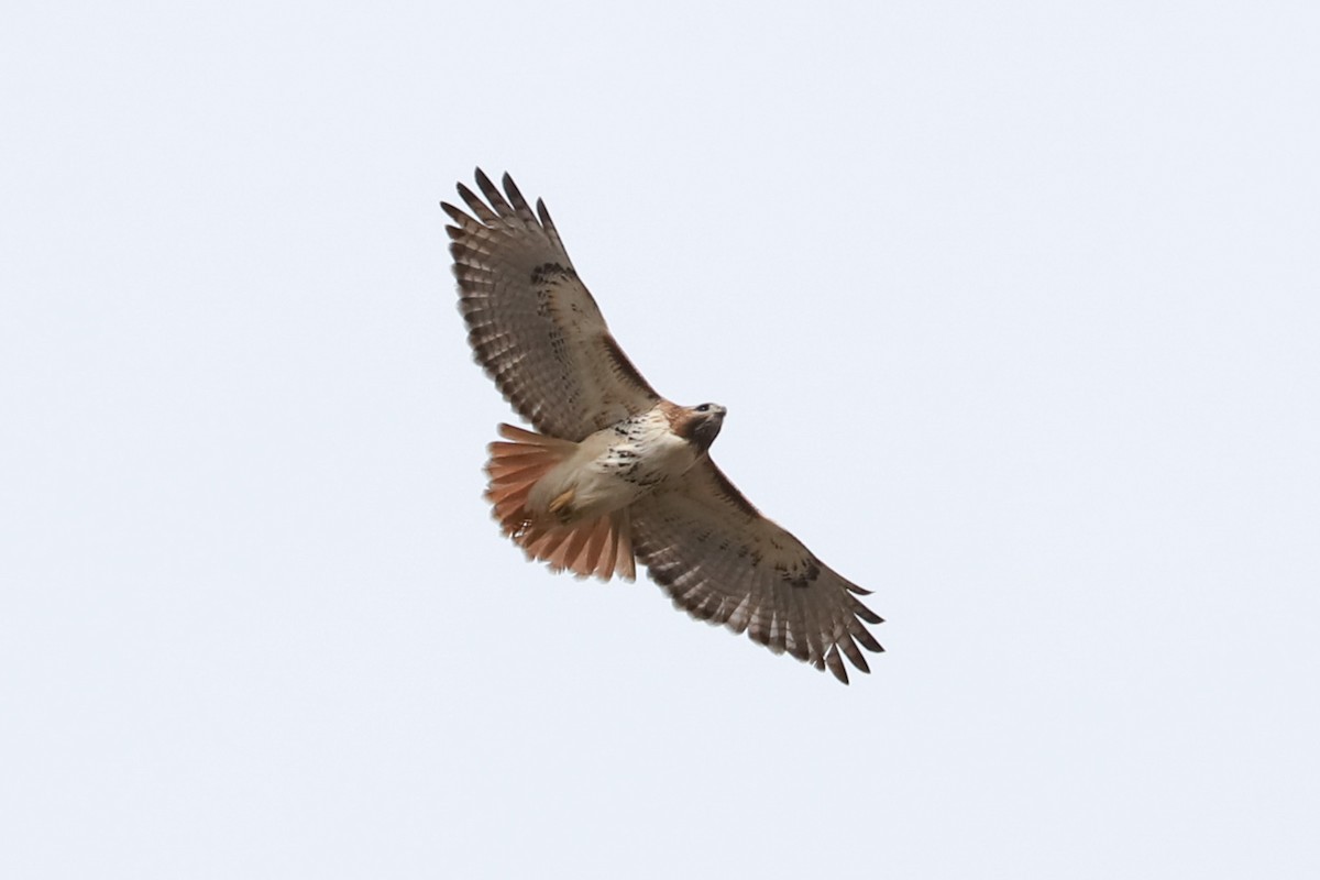 Red-tailed Hawk - ML615794294