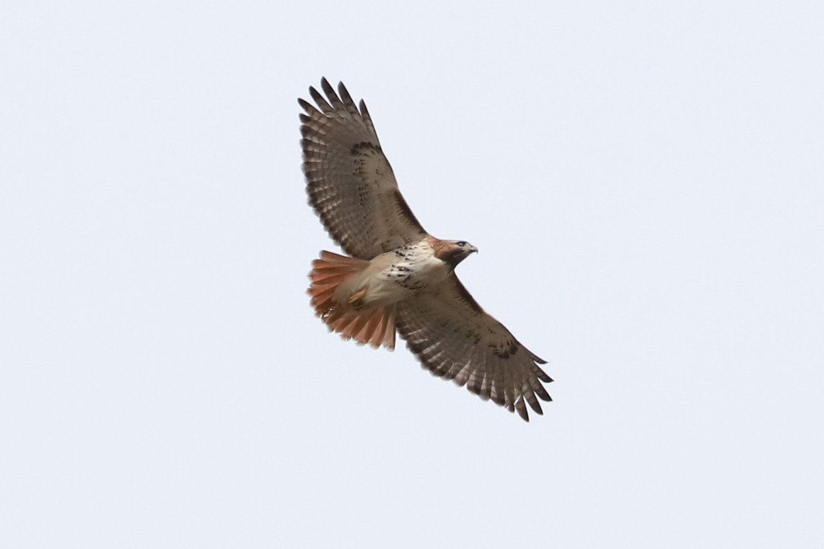 Red-tailed Hawk - ML615794295