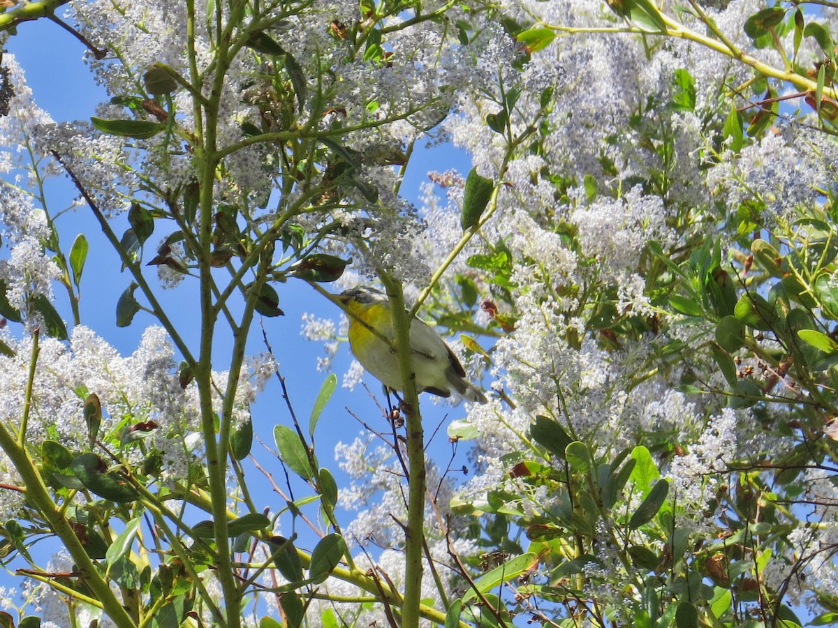 Northern Parula - Jasmine Kay