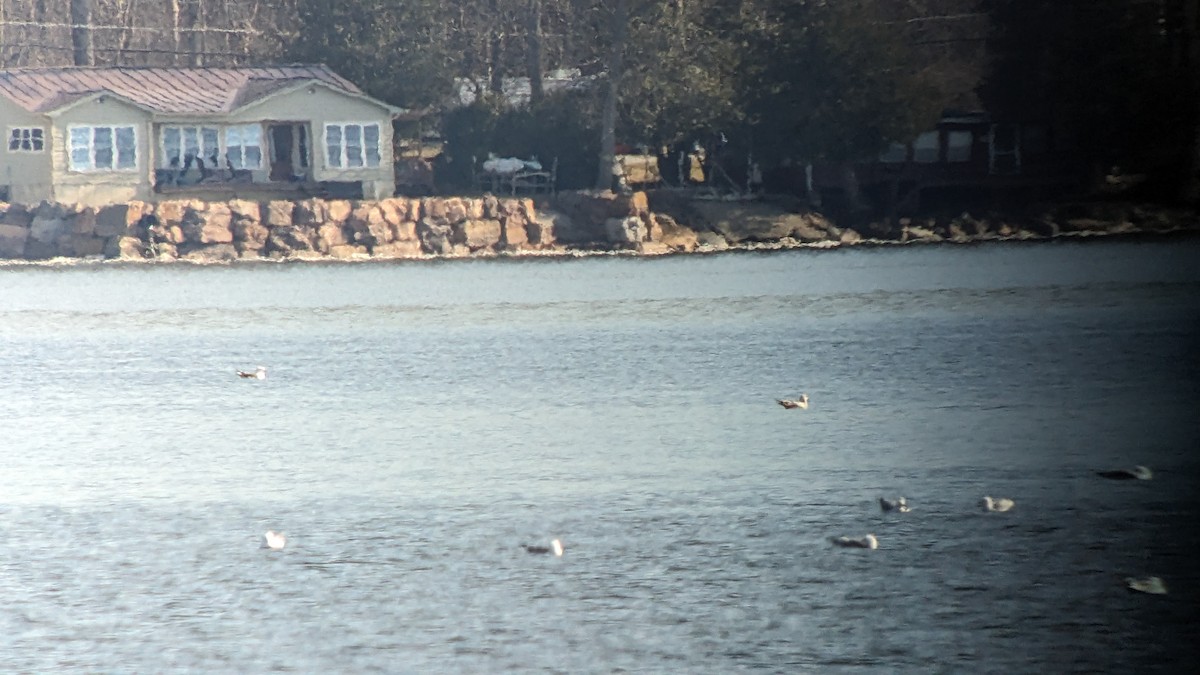 Lesser Black-backed Gull - ML615794343