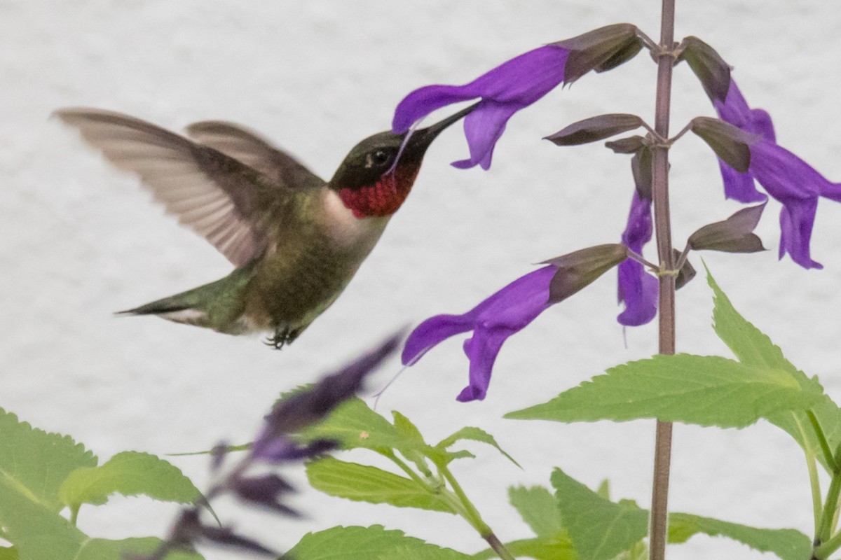 Colibrí Gorjirrubí - ML615794347