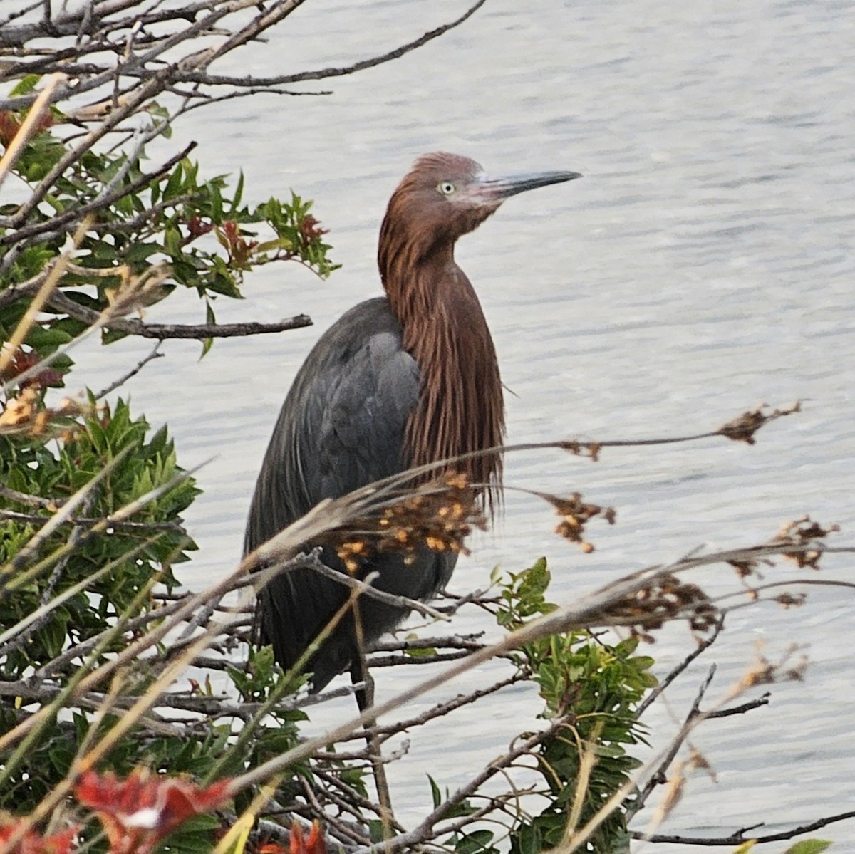 Reddish Egret - Graeme Hinde