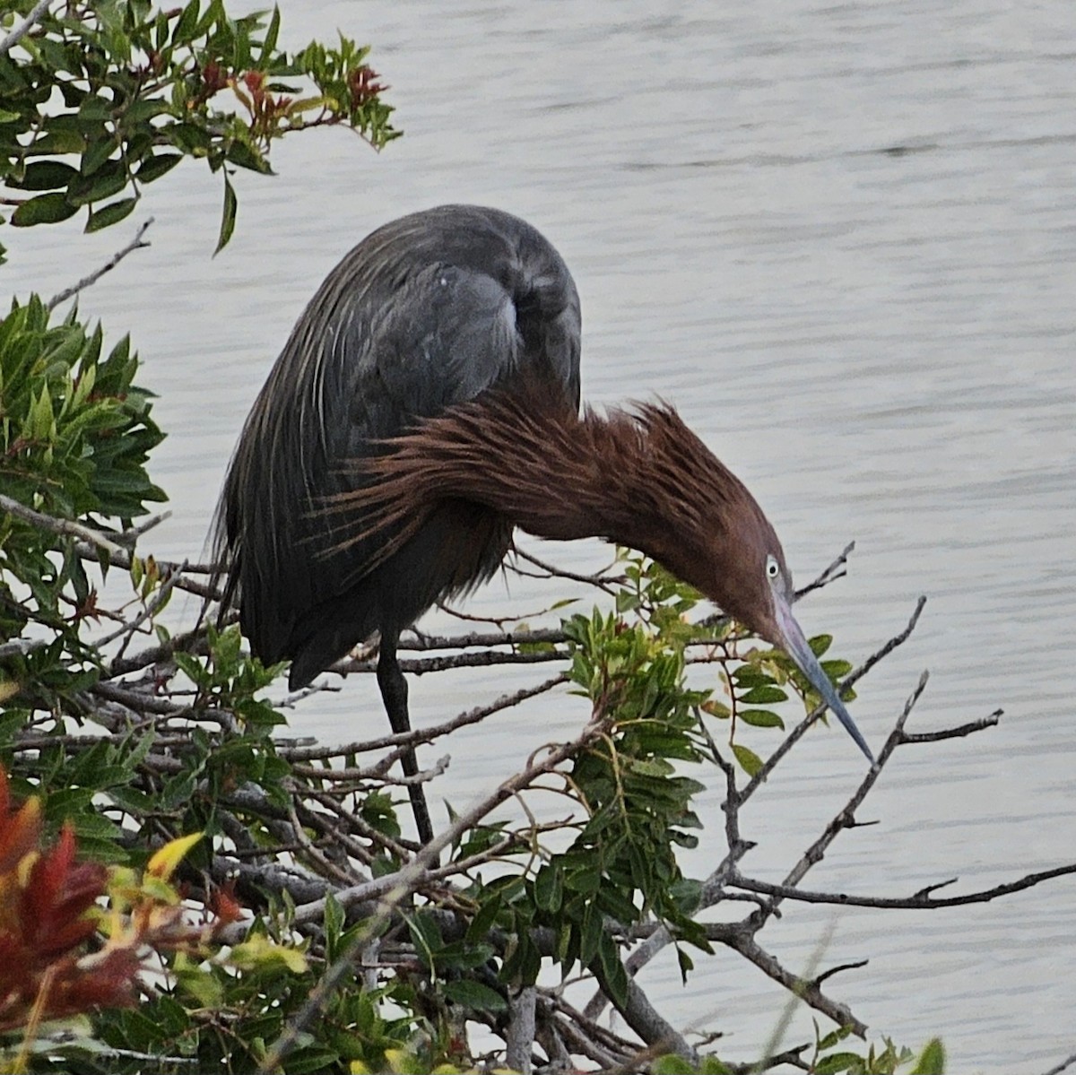 Reddish Egret - Graeme Hinde