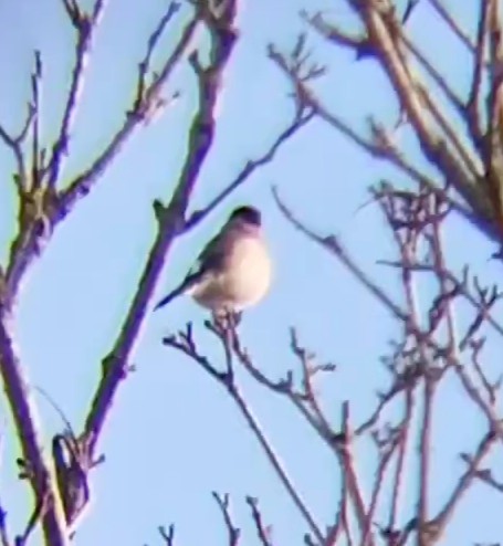 Eurasian Bullfinch - ML615794377