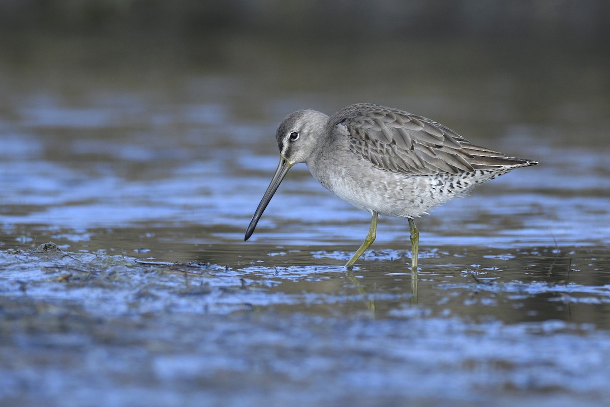 Long-billed Dowitcher - ML615794385