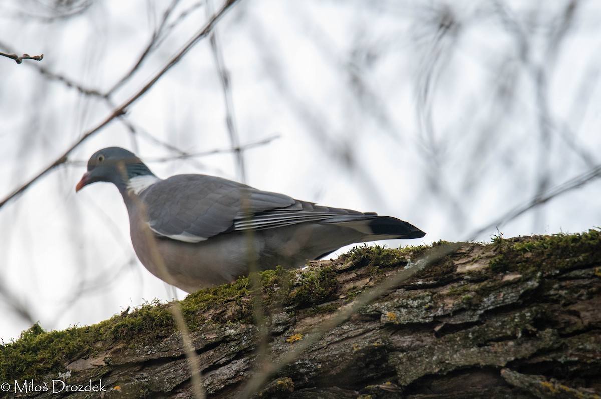 Common Wood-Pigeon - ML615794387