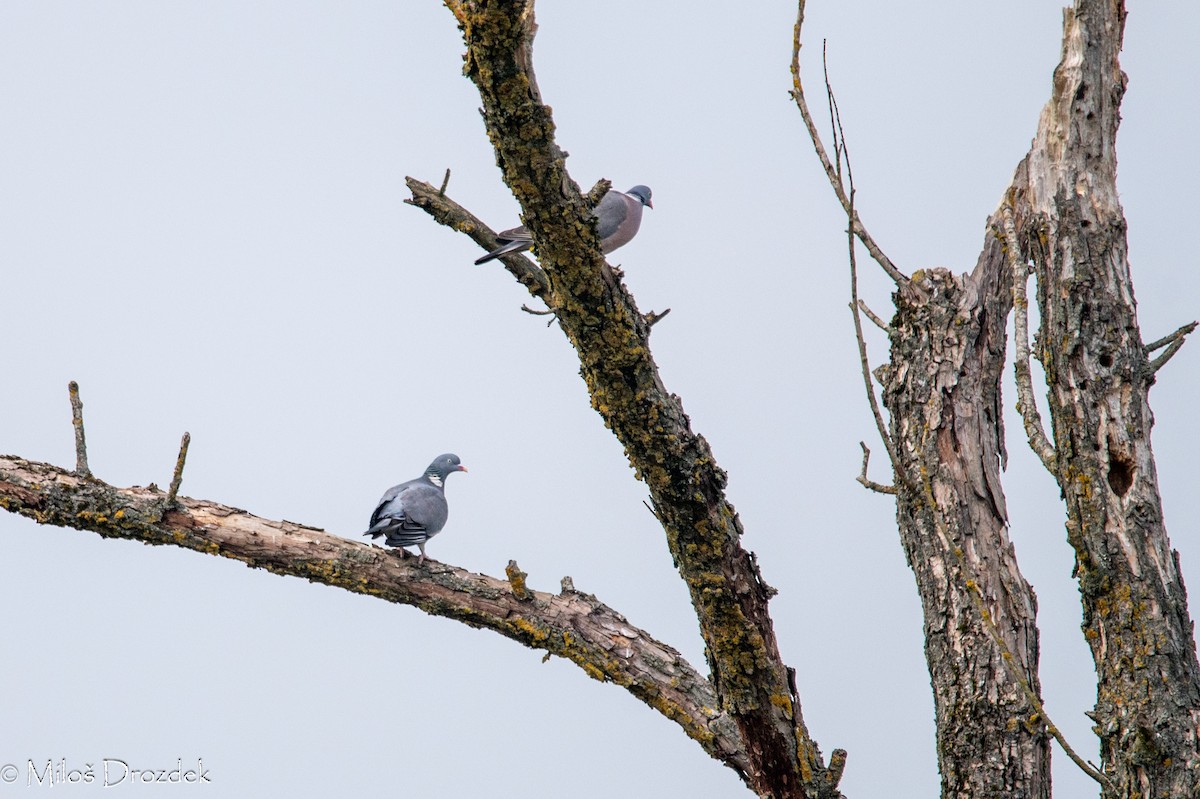 Common Wood-Pigeon - ML615794388