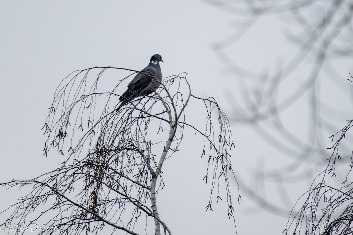 Common Wood-Pigeon - ML615794389