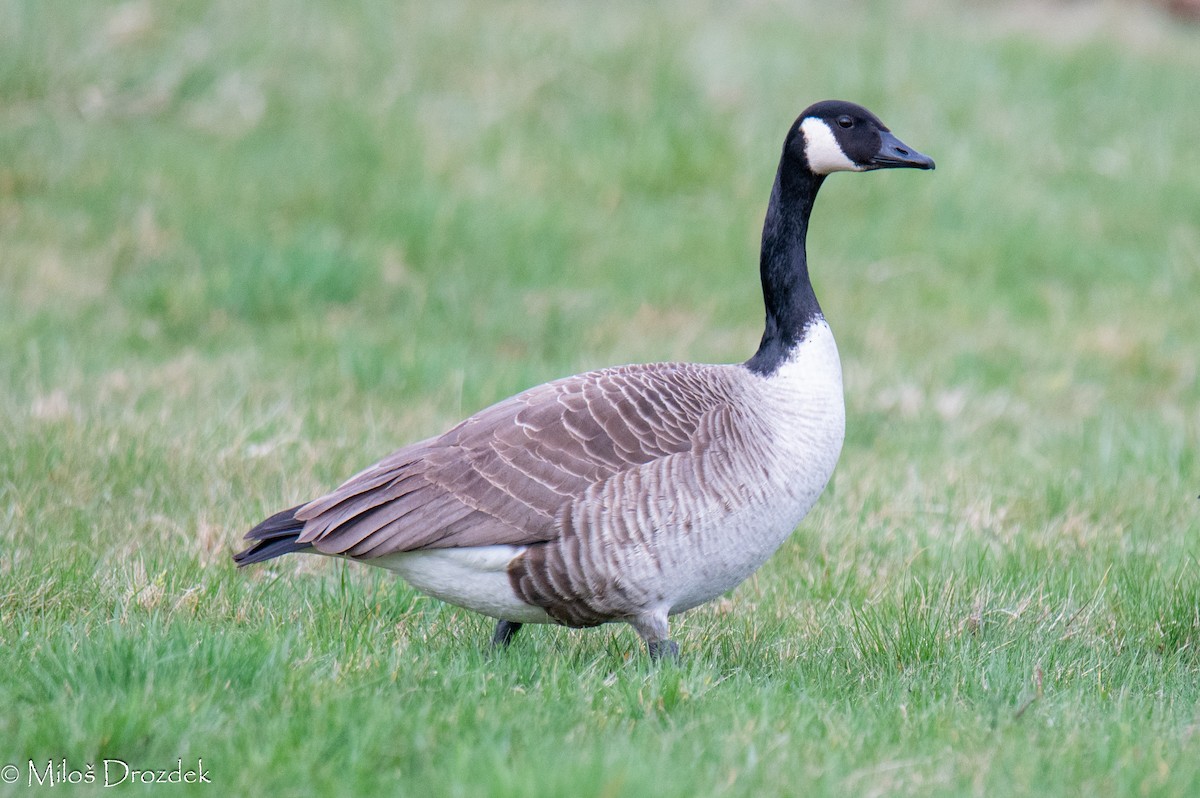 Canada Goose - Miloš Drozdek