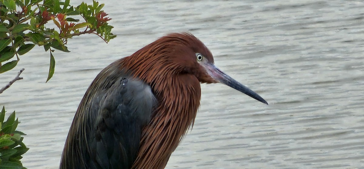 Reddish Egret - Graeme Hinde